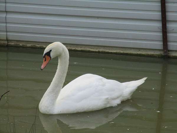 swan-for-sale