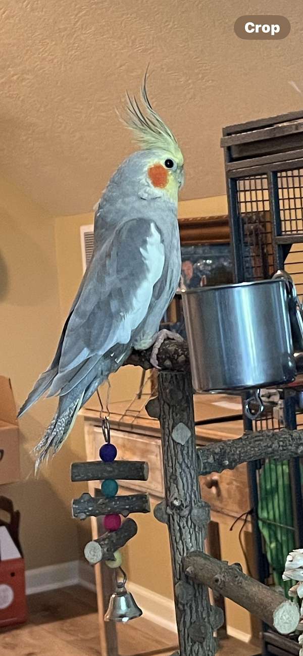 cockatiel-for-sale