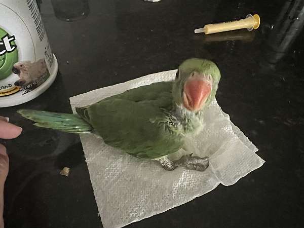 ringneck-parakeet-for-sale