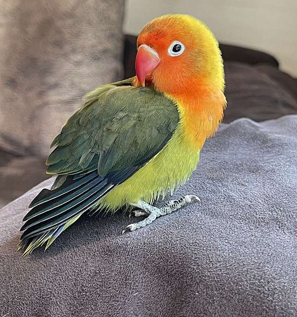 lovebird-for-sale