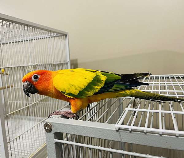 conure-for-sale