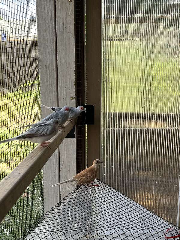 diamond-dove-for-sale-in-florida