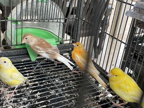 canary-for-sale