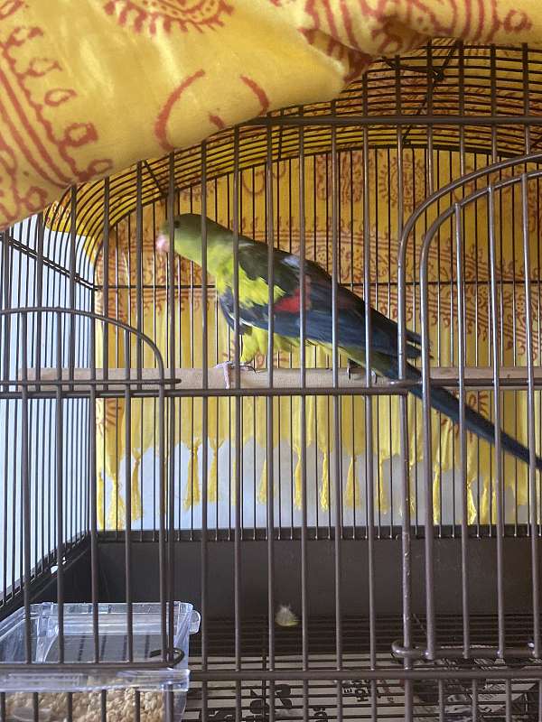 parrot-for-sale-in-cumberland-md