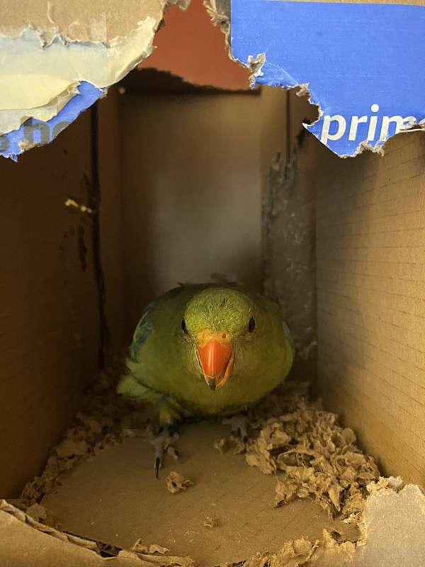 green-bird-for-sale-in-cumberland-md