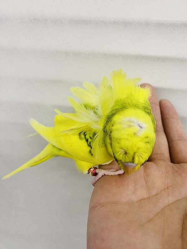 pet-rare-budgerigar-parakeet-for-sale