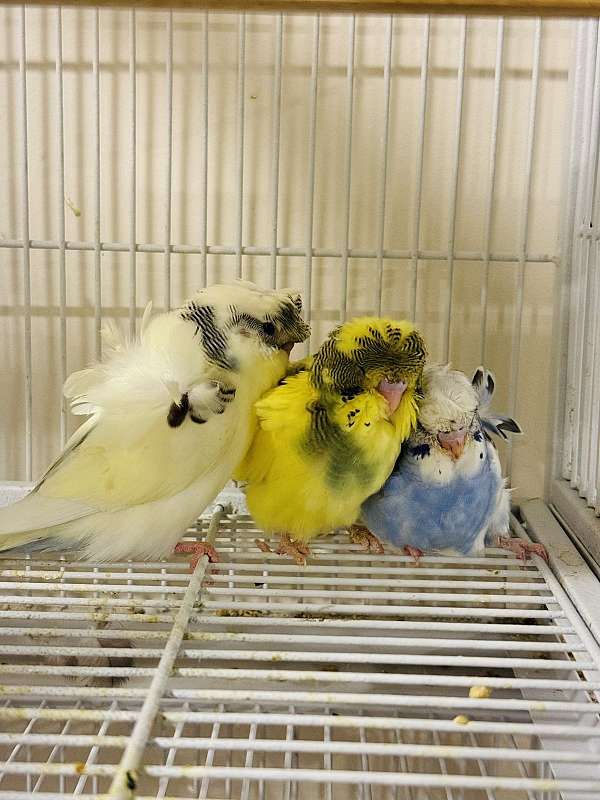 pet-rare-budgerigar-parakeet-for-sale