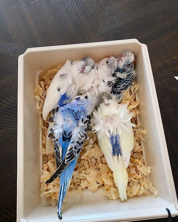 pet-rare-budgerigar-parakeet-for-sale