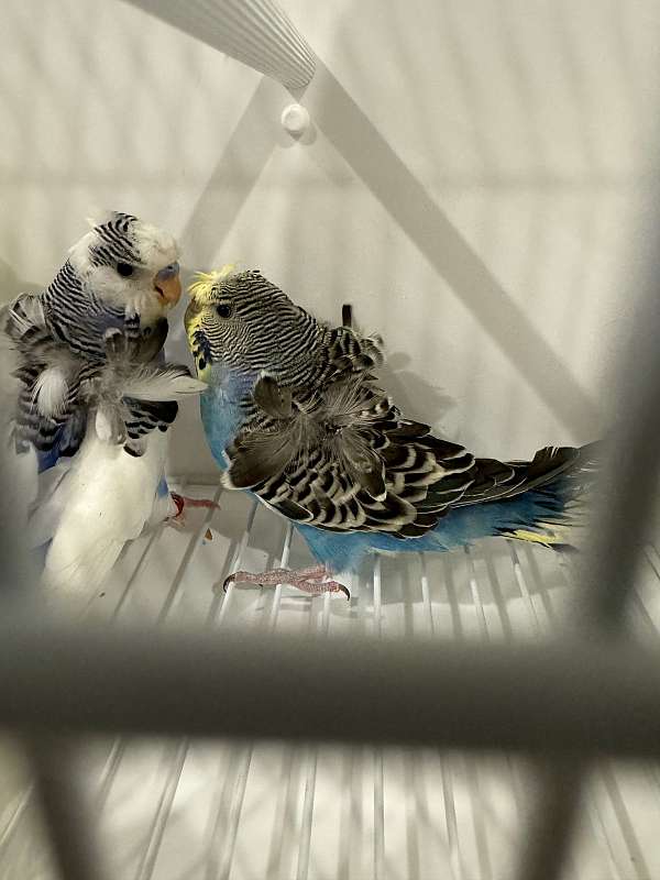 pet-rare-budgerigar-parakeet-for-sale