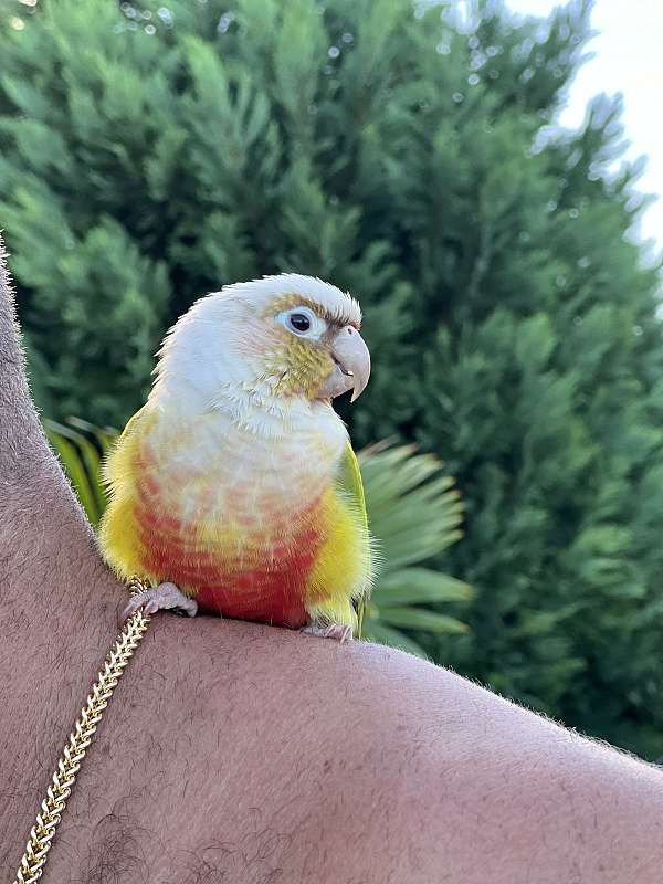 conure-for-sale-in-winter-haven-fl