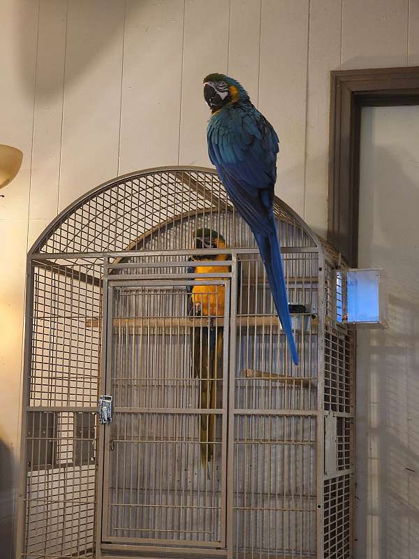 blue-gold-macaw-for-sale-in-kaplan-la