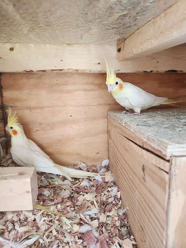 cockatiel-for-sale