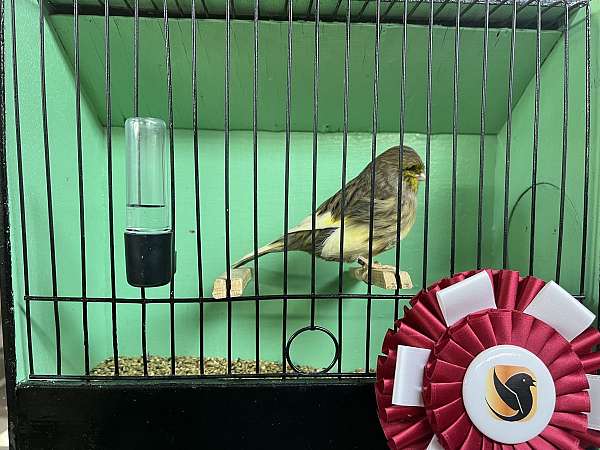 fawn-canary-for-sale