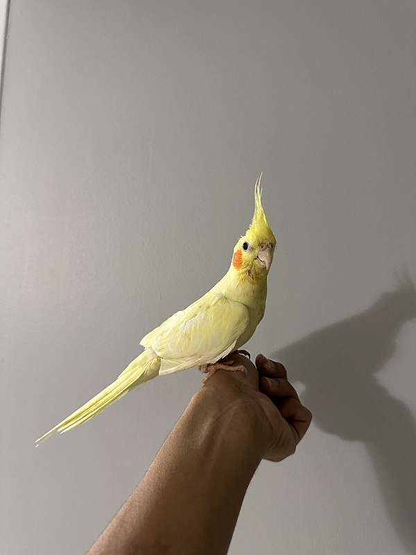 sun-conure-for-sale