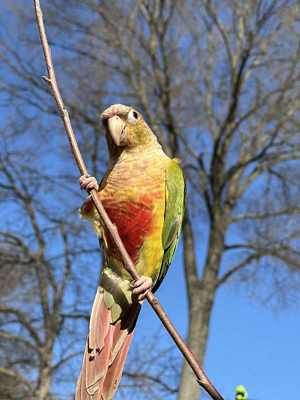 sun-conure-for-sale