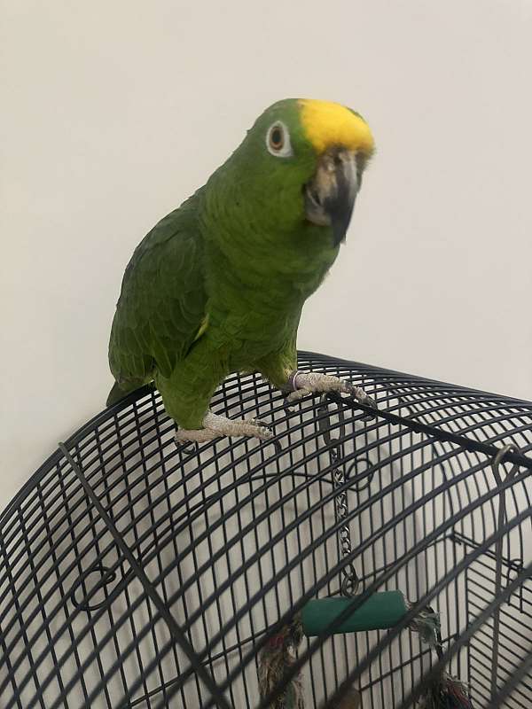 sun-conure-for-sale