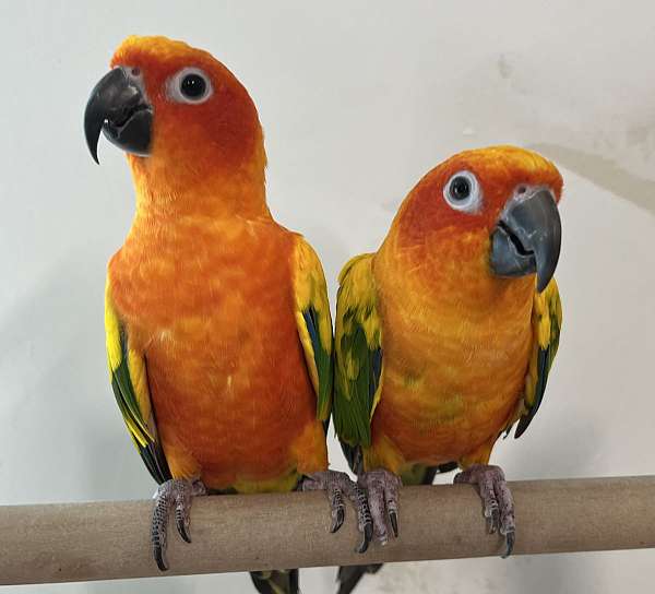 sun-conure-for-sale-in-rutland-vt