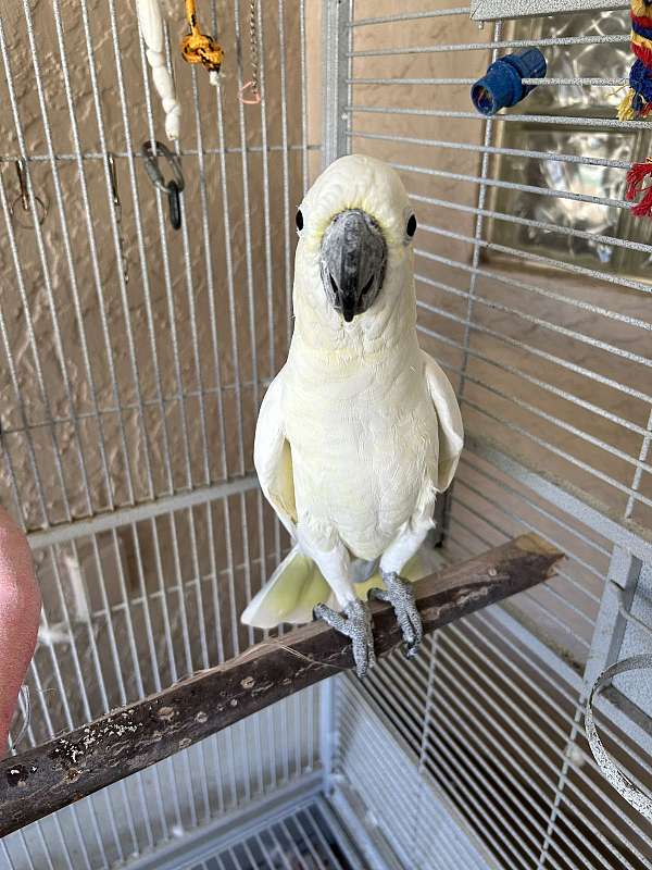 cockatoo-for-sale