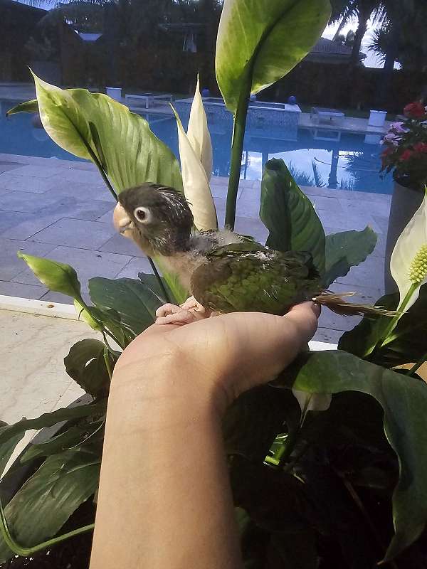 blue-crown-conure-for-sale