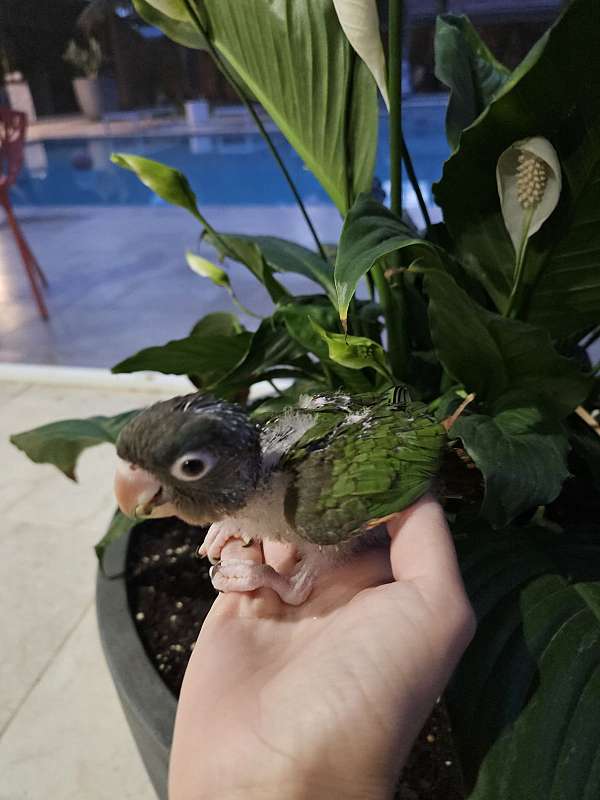 small-bird-for-sale-in-homestead-fl