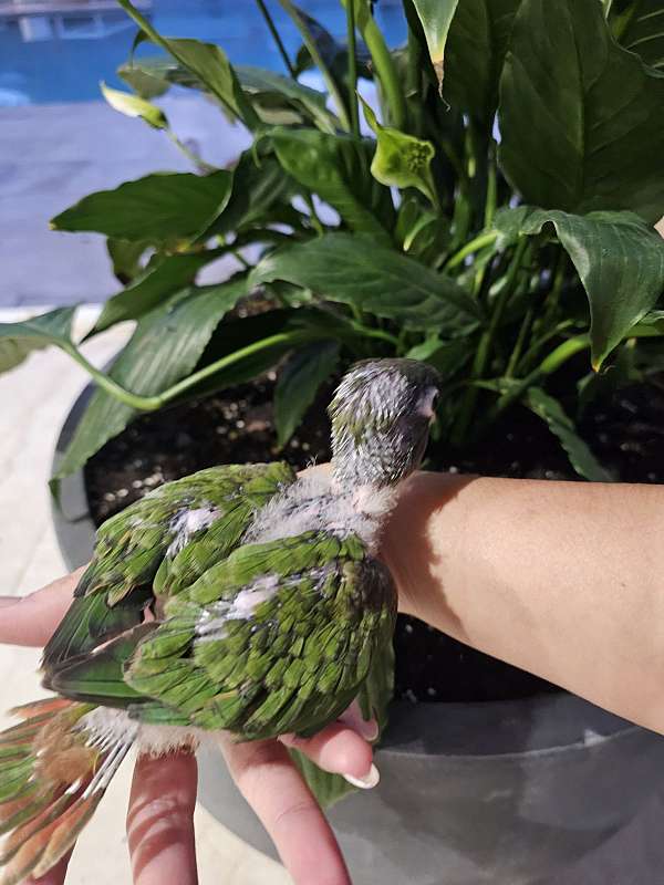 blue-crown-conure-for-sale-in-homestead-fl