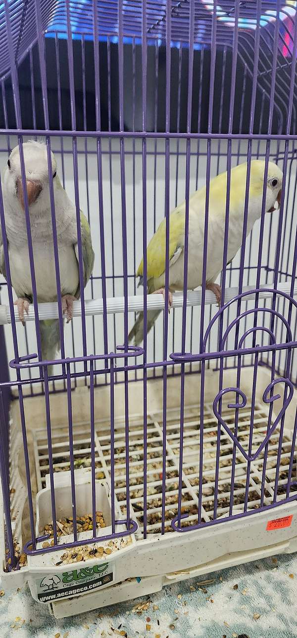 quaker-parrots-for-sale