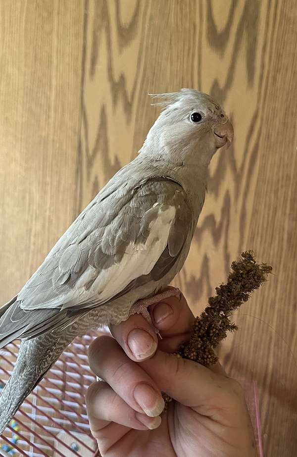 cinnamon-white-bird-for-sale-in-new-cumberland-wv