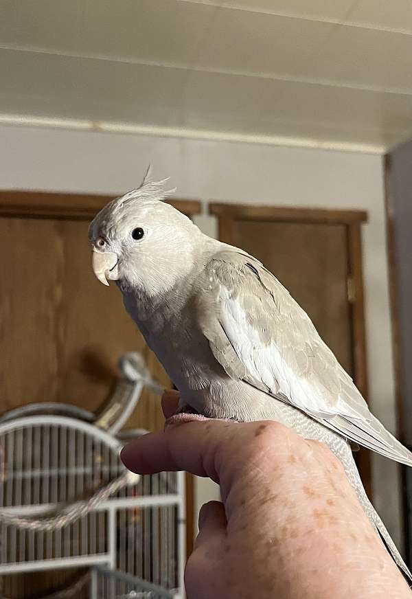 cinnamon-white-bird-for-sale-in-new-cumberland-wv