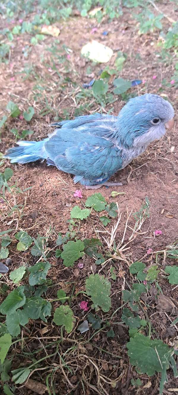 quaker-parrots-for-sale