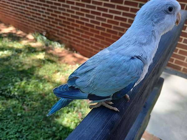 quaker-parrots-for-sale