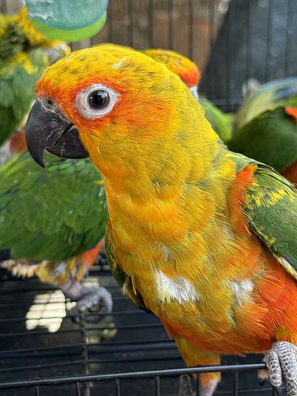 parrot-for-sale-in-san-jose-ca