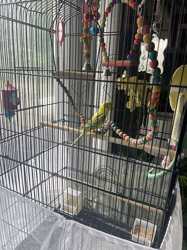 parakeet-for-sale-in-new-hampshire