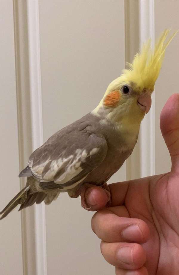 cockatiel-for-sale