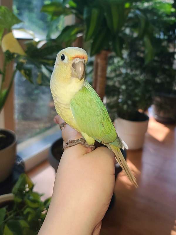 green-cheek-conure-for-sale-in-plymouth-mn