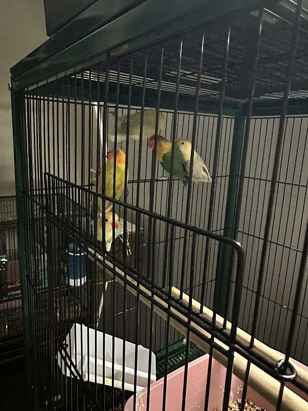 lovebird-for-sale-in-smyrna-tn