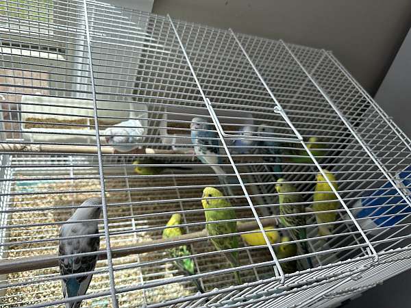 parakeet-for-sale-in-smyrna-tn