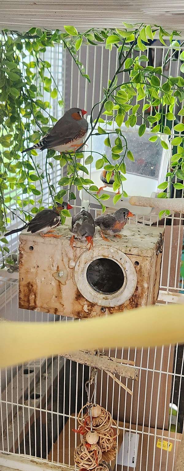 zebra-finch-for-sale-in-bartlett-il