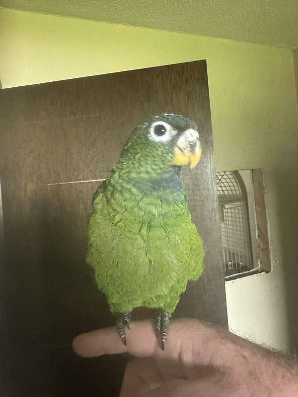 pionus-parrots-for-sale