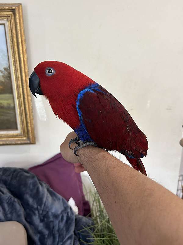 eclectus-parrots-for-sale