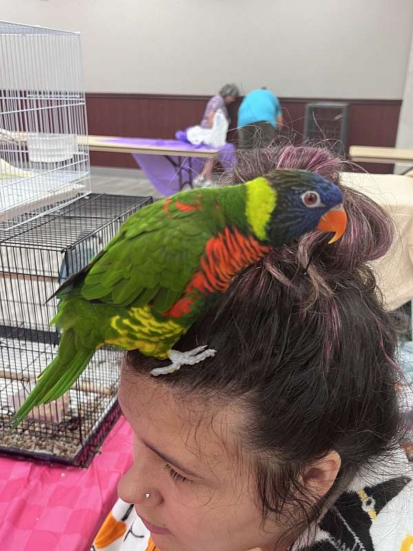 lory-for-sale-in-louisiana