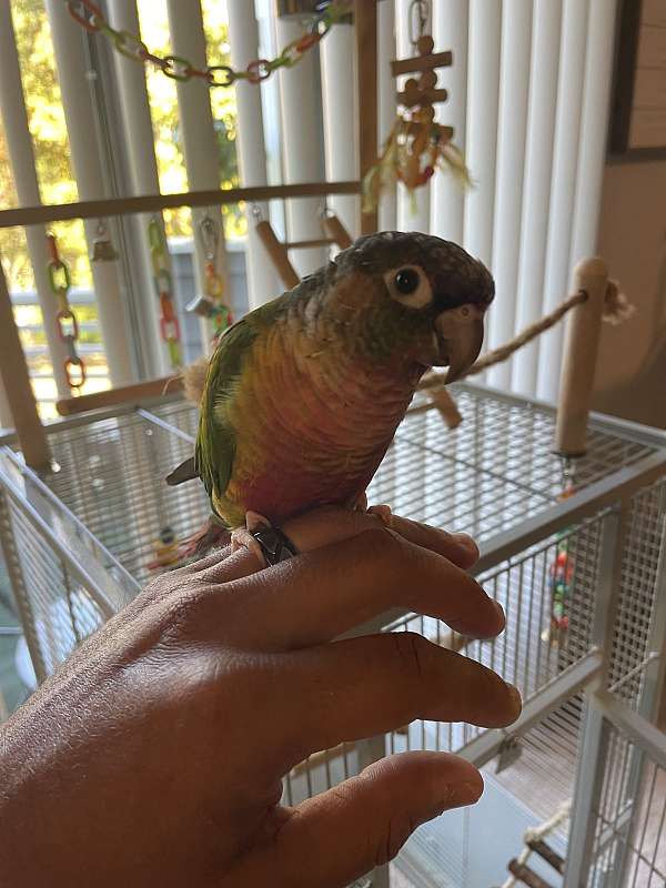 male-conure-parrot-for-sale