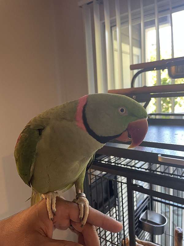 parrot-for-sale