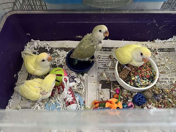 peach-faced-lovebird-for-sale-in-west-point-va