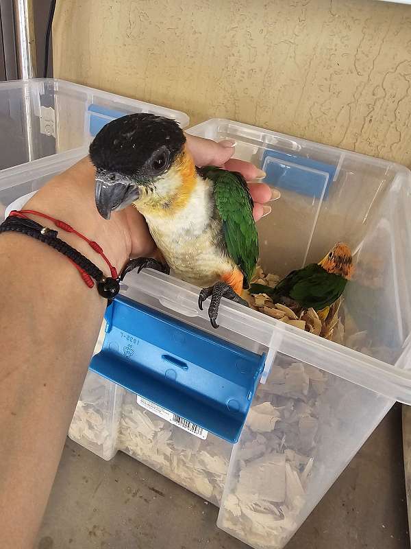 caique-black-headed-caique-for-sale-in-homestead-fl