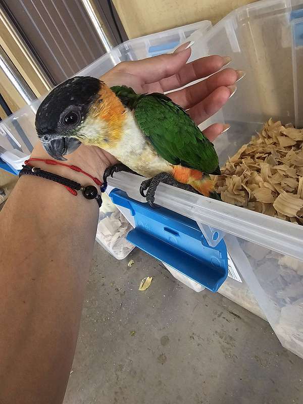 black-headed-caique-for-sale