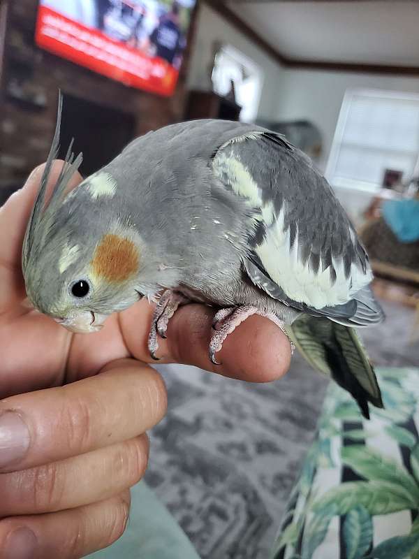 cockatiel-for-sale