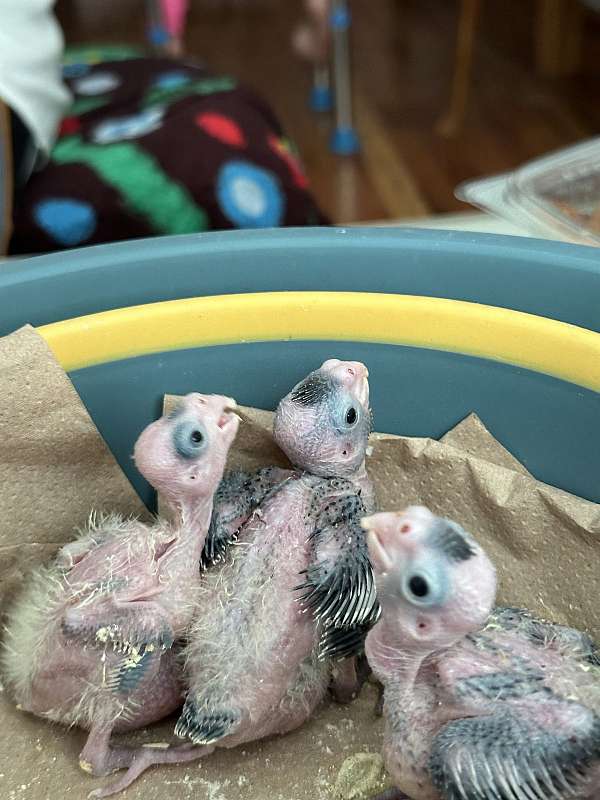 cockatiel-for-sale