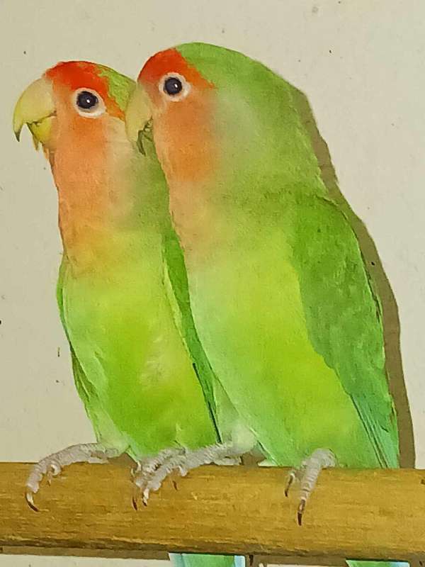 peach-faced-lovebird-for-sale-in-deland-fl