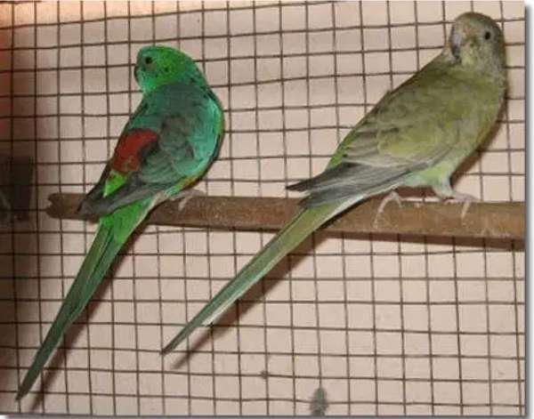 red-rumped-parakeet-for-sale-in-deland-fl