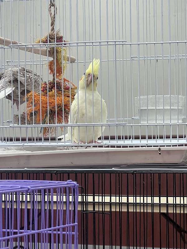 cockatiel-for-sale